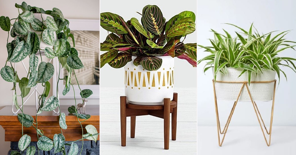 What plant racks would give your home a tremendous look?
