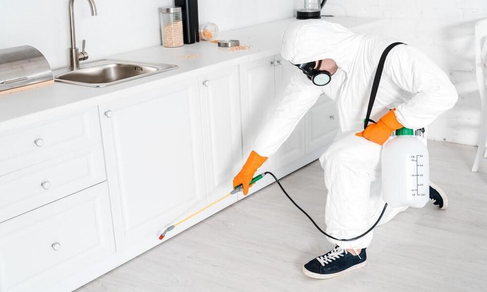 Different Ways To Do Furniture Pest Control At Home