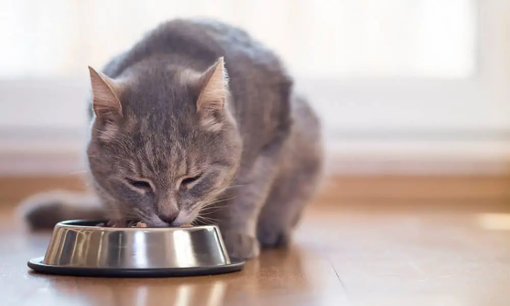 Understanding the Benefits of Choosing Ceramic Cat Bowls 