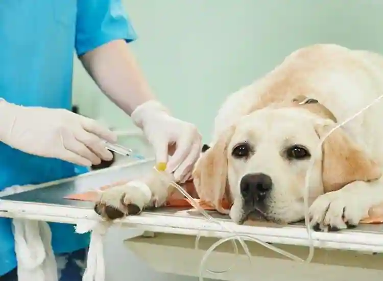 Top Veterinary Services Every Small Pet Owner Should Know About