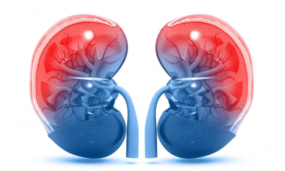 The Role of Nutrition in Supporting Kidney Transplant Recovery