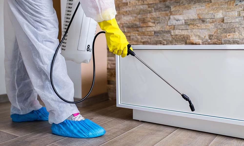 Safeguarding Your Pantry: Effective Strategies Against Pantry Pests