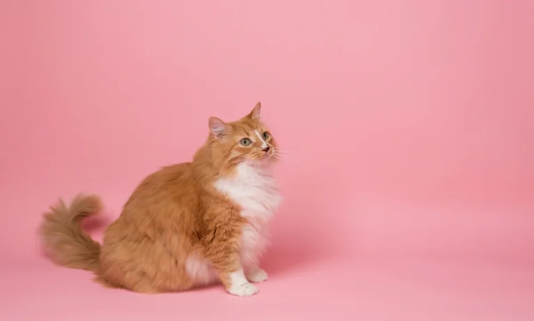 What load rating should a large cat tree carry?