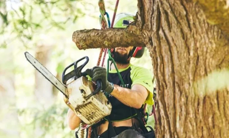 How to Tell If a Tree Needs Pruning Before It Becomes a Hazard
